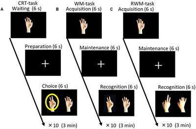 The Lateral Occipito-temporal Cortex Is Involved in the Mental Manipulation of Body Part Imagery